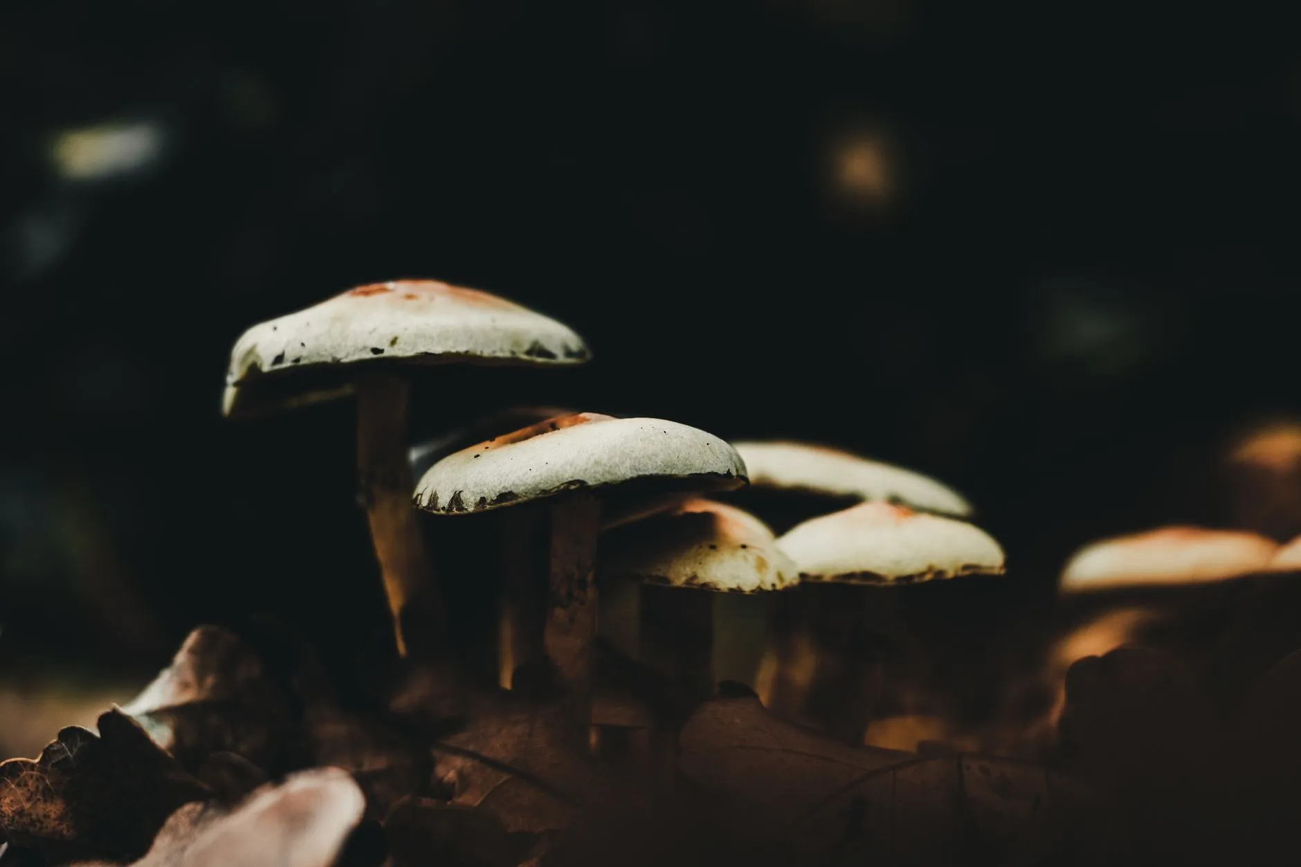 实木地板与复合地板选购指南：广西家庭装修如何挑选合适的地面材料